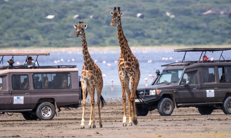Africkú divočinu ničí šialený trend zo sociálnych sietí: Počuli ste o tejto atrakcii?