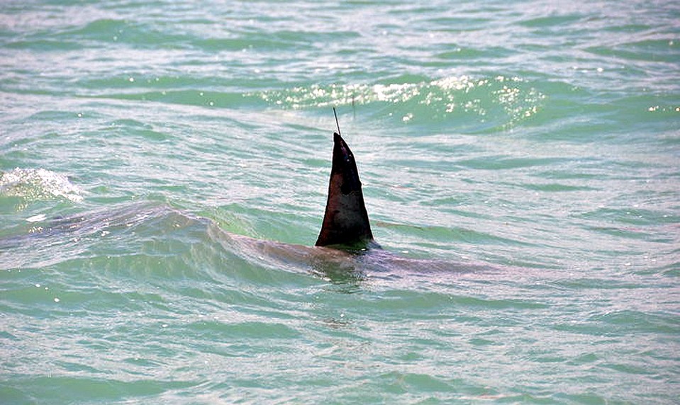 Austrálske úrady uzavreli pláže po štvrtom útoku žraloka za 48 hodín