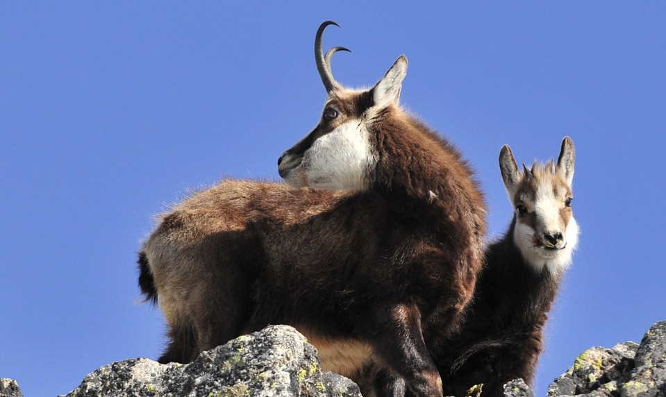 Veľký deň tatranských kamzíkov. Ochranári ich spočítavali v teréne