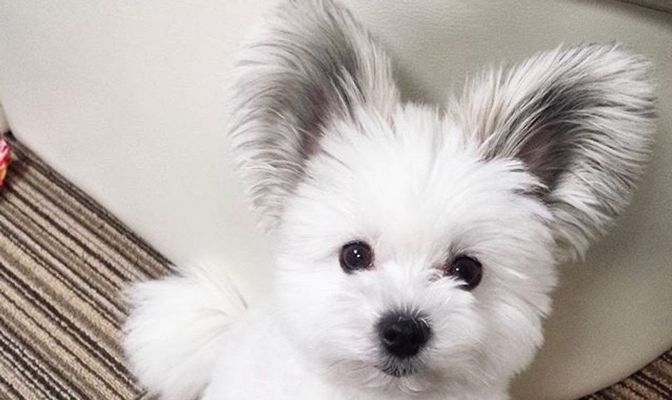 Rozkošný psík s prezývkou Mickey Mouse: Keď ho uvidíte, okamžite pochopíte, prečo mu tak hovoria