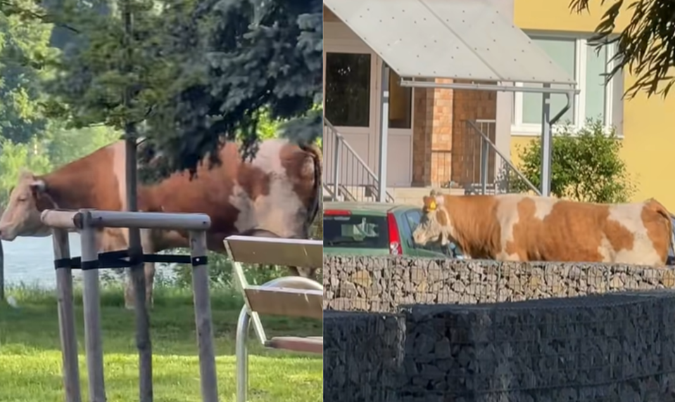 VIDEO: Ľudia neverili vlastným očiam. Po košickom sídlisku pobehovala krava