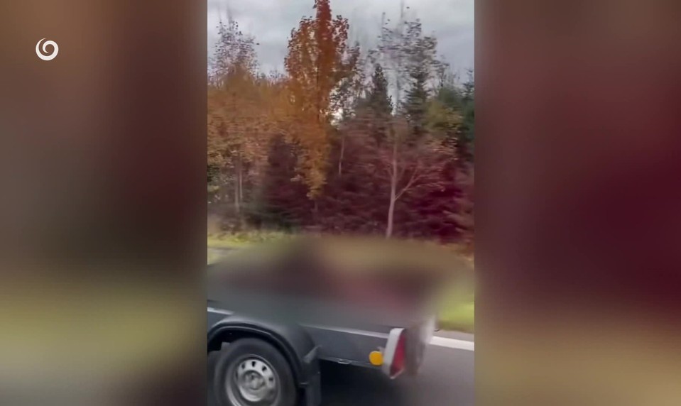Šokujúce video: Medveďa prevážali rozpáraného na prívesnom vozíku