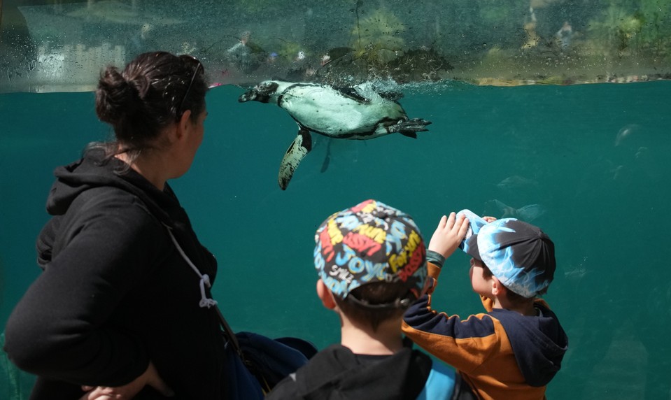 Slávna zoo odložila otvorenie. Zamestnanec údajne hodil telo svojej manželky do spaľovne