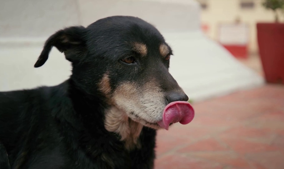 Túlavé psy, ktoré nikto neodháňa: V tejto krajine sú posvätné a majú aj svoj sviatok!