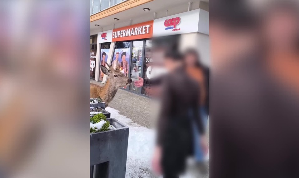 Jeleň zaútočil na ženu v Tatrách. Ochranári varujú pred kŕmením zveri