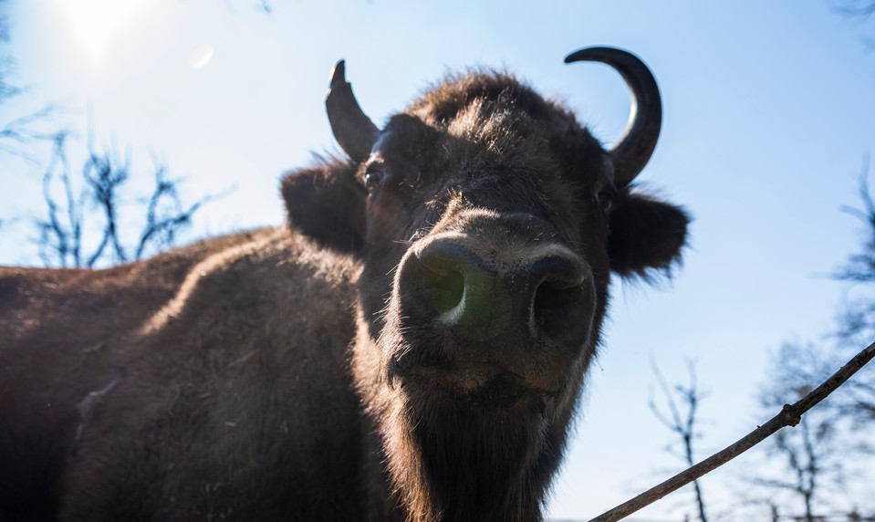Populácia zubra vstala z popola: Z 54 kusov je ich na svete už vyše 11-tisíc