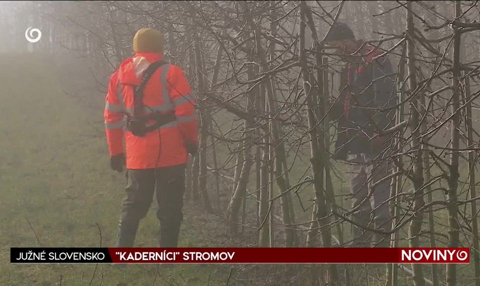 "KADERNÍCI" STROMOV