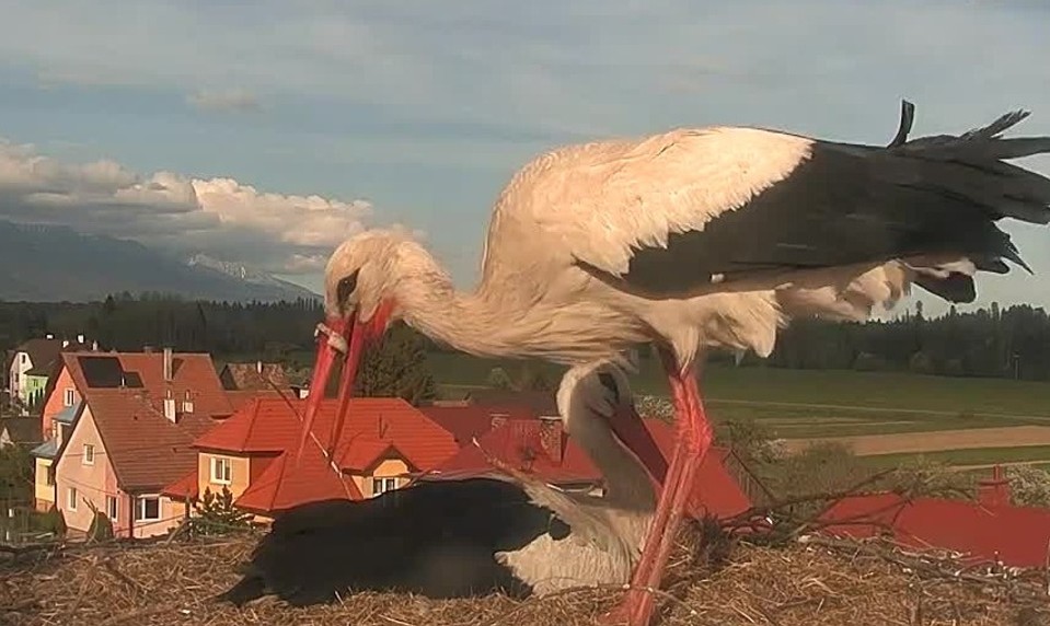 Bocianovi uviazol v zobáku plastový krúžok. Sociálne siete zaplavila panika