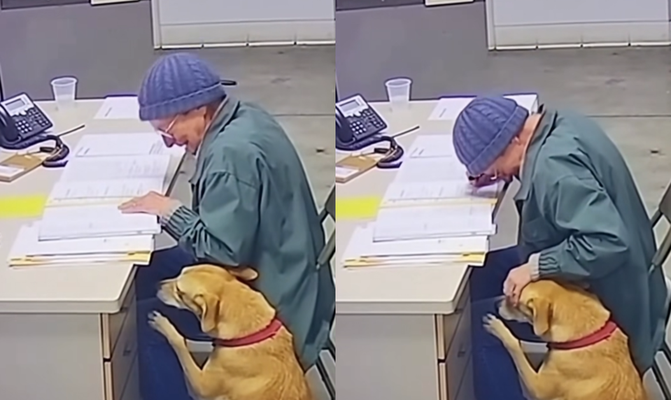 Milióny ľudí dojala starenka, ktorá sa musela rozlúčiť so psíkom. Ide o podvod