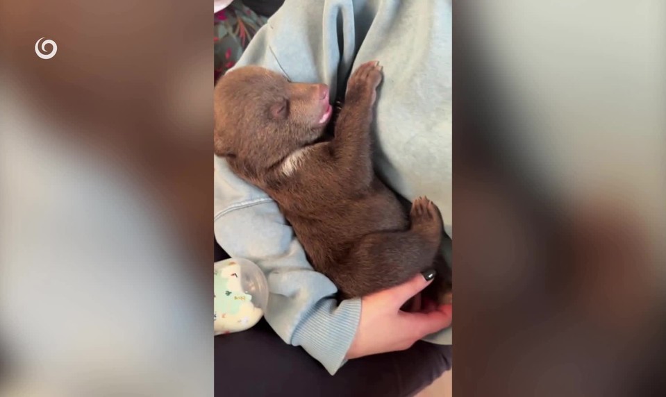 Osirelé medvieďatá: Jedno zahynulo, dve v Bojniciach stále bojujú o život