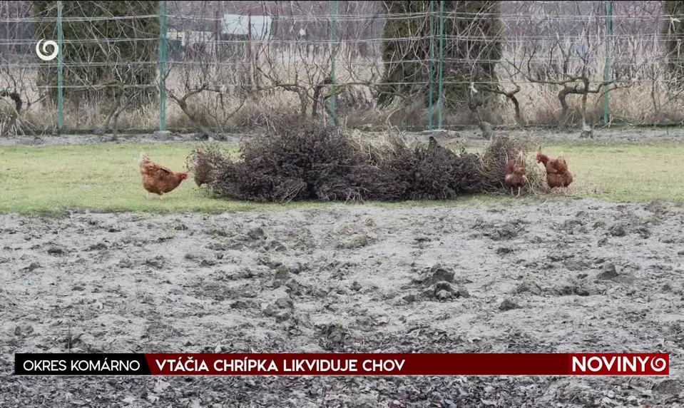 VTÁČIA CHRÍPKA LIKVIDUJE CHOV