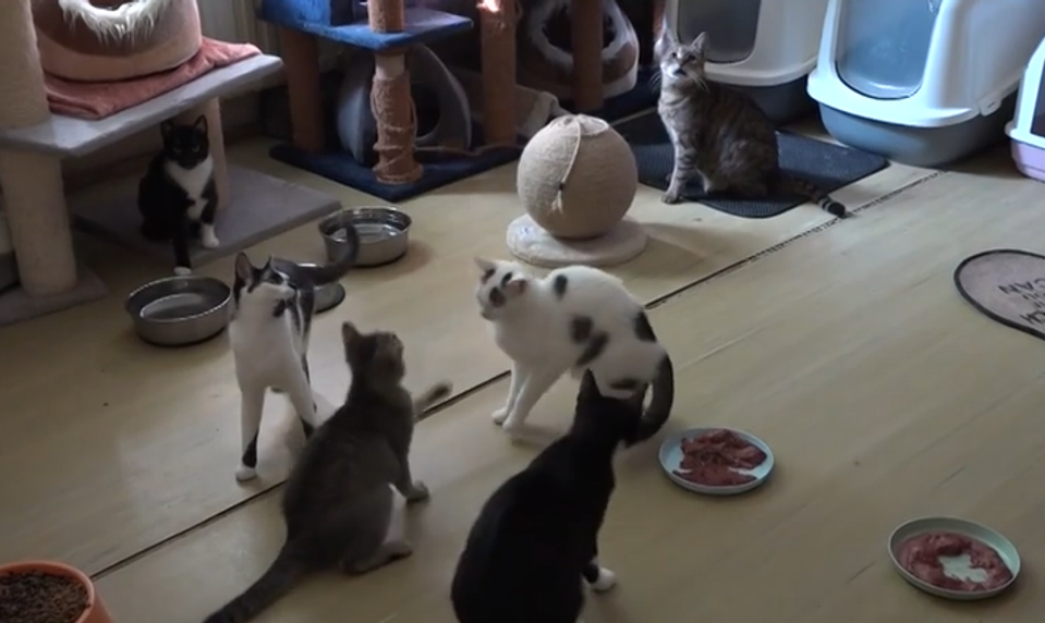 Fenka Pampi a jej pán rozbehli projekt na kastráciu mačiek s cieľom zabrániť premnoženiu