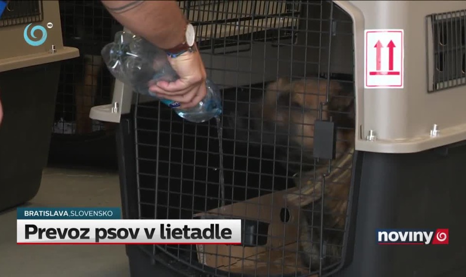 Prevoz psov v lietadle
