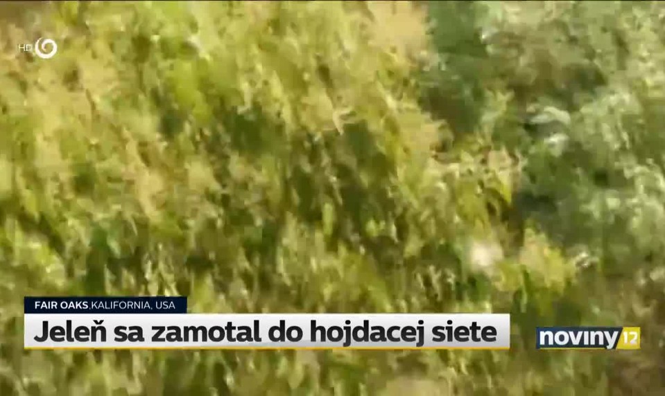 Jeleň sa zamotal do hojdacej siete