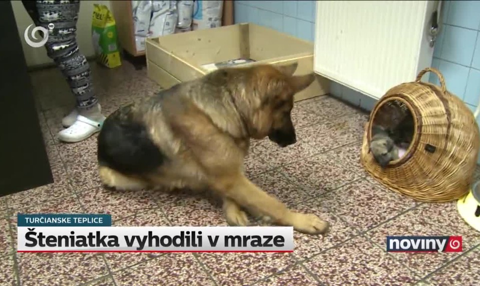 Šteniatka vyhodili v mraze