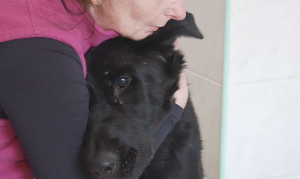 Takmer slepého psa vyhodili do lesa. Dva dni verne čakal na pána