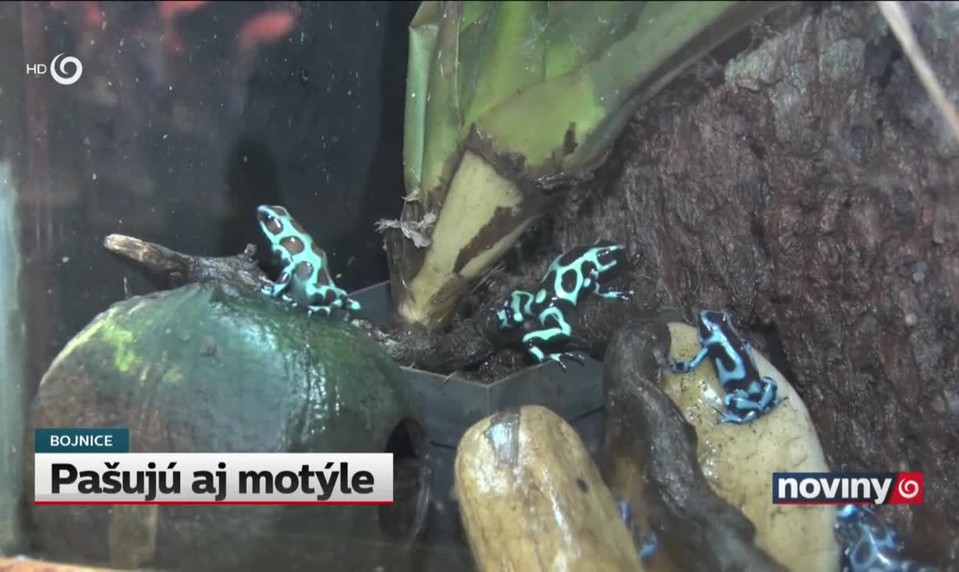 Pašujú aj motýle