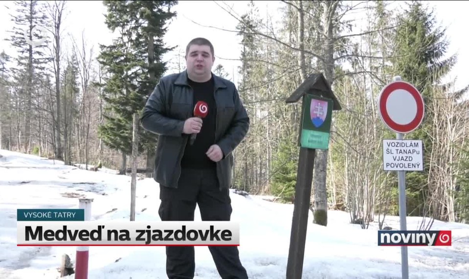Medveď na zjazdovke