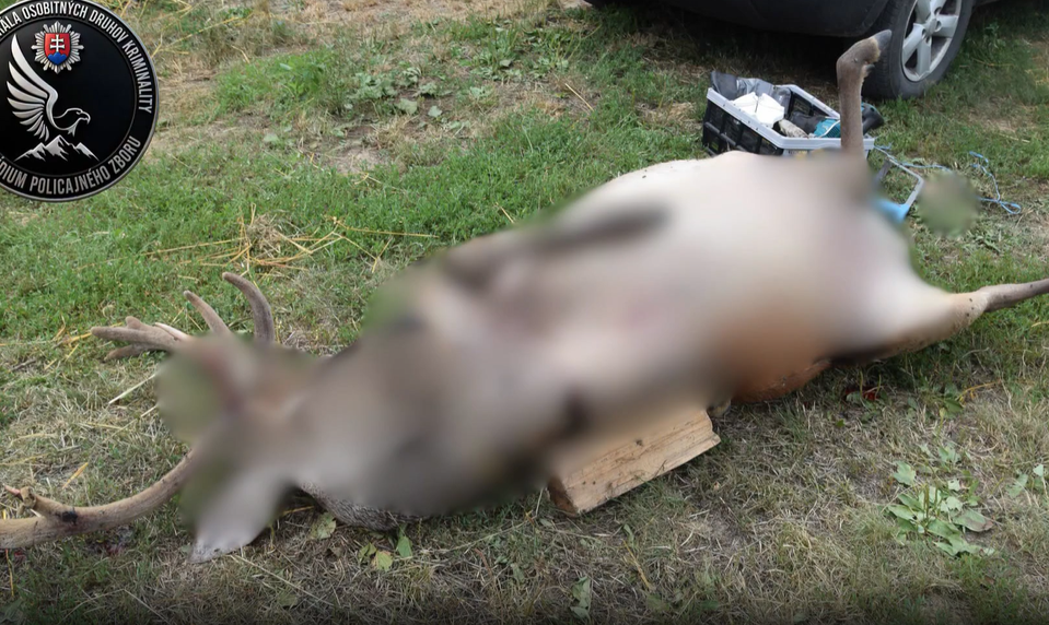 Enviropolicajti prichytili pytliakov priamo pri čine. Našli mäso, zbrane aj tisíce eur