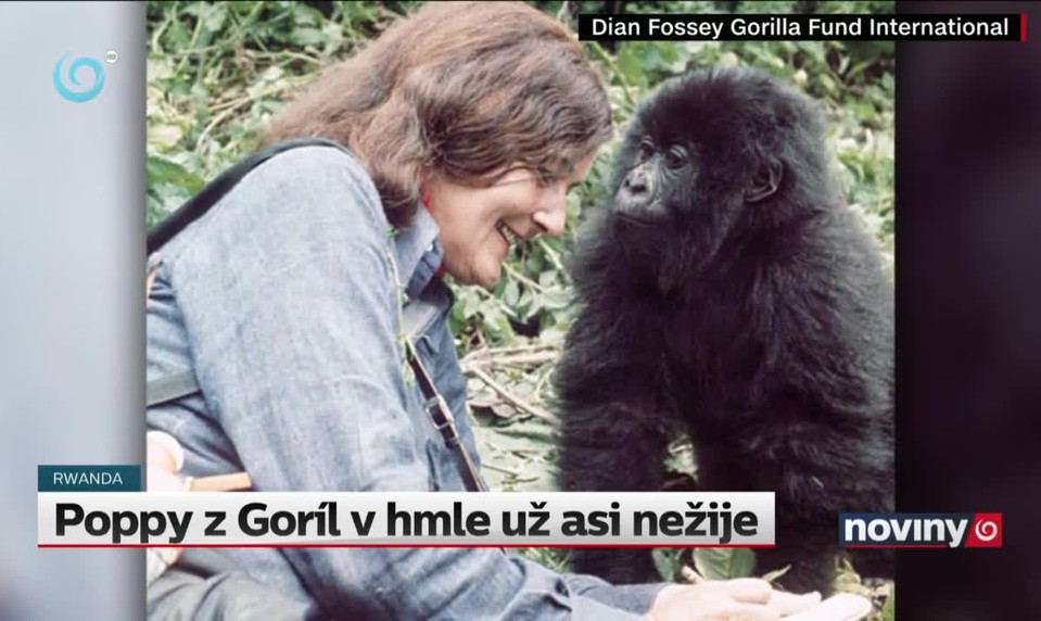 Poppy z Goríl v hmle už asi nežije
