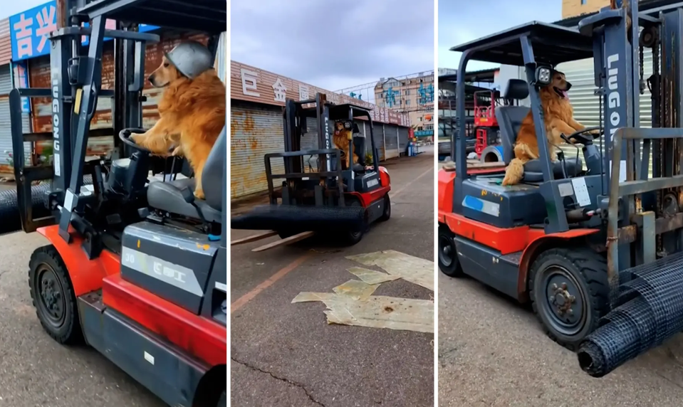 Zlatý retriever šokuje internet: Psík sa naučil šoférovať vysokozdvižný vozík