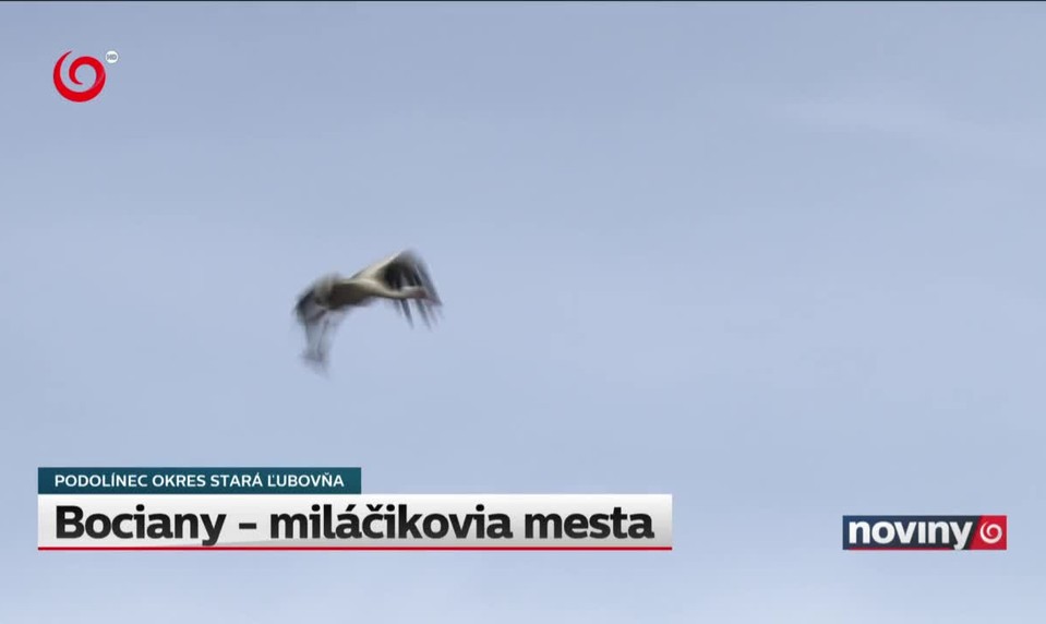 Bociany - miláčikovia mesta