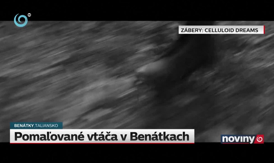 Pomaľované vtáča v Benátkach