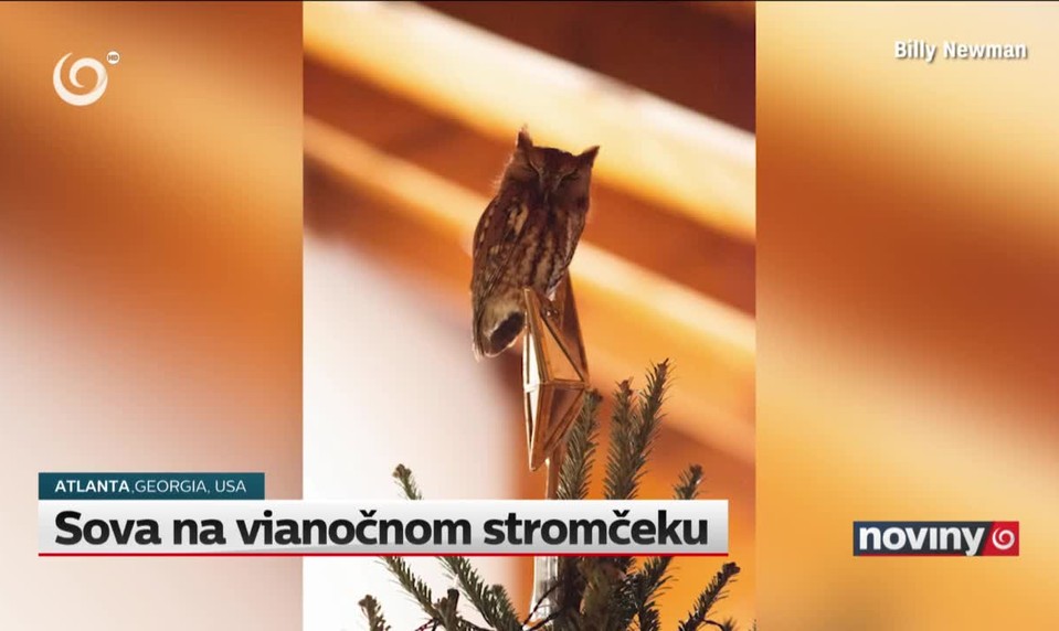 Sova na vianočnom stromčeku