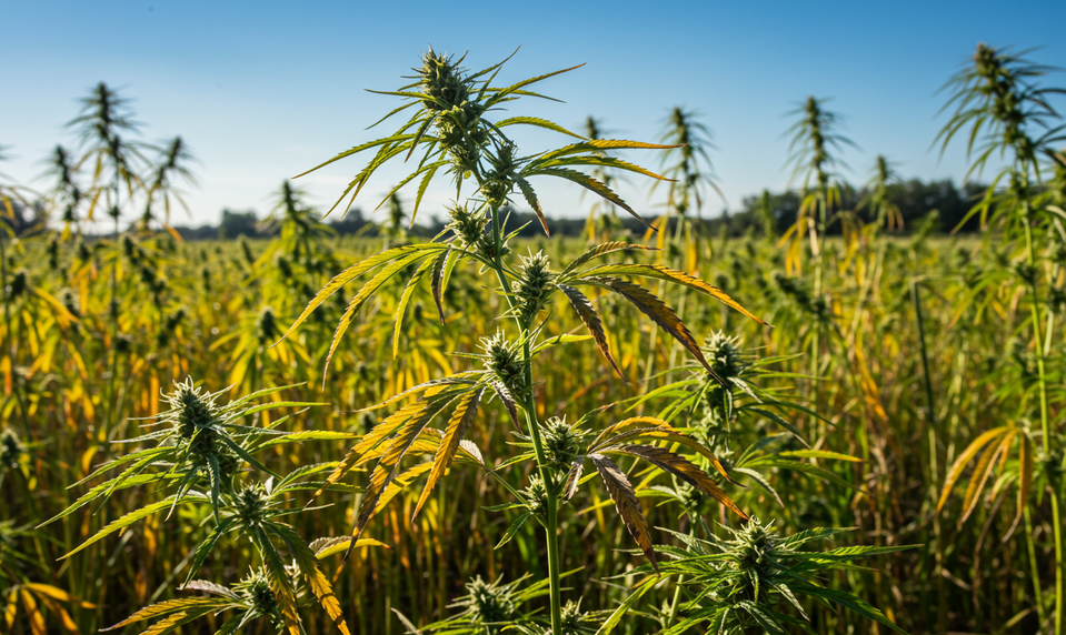 Marihuana pre rastafariánov nateraz legálna nebude: Súd návrh rázne zamietol