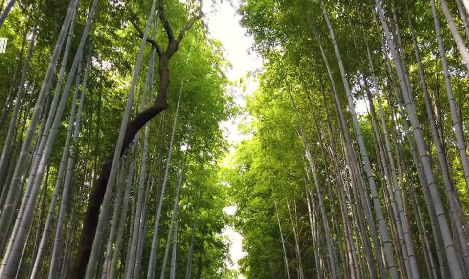 Check-in: Pohľady spoza kvetov sakury