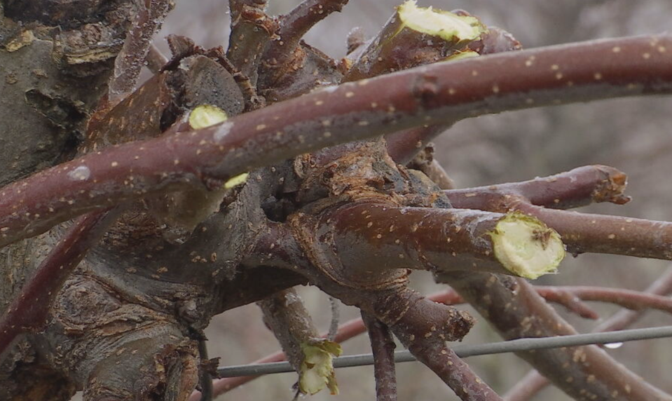 Zima v sadoch: Ovocinári začali s rezom stromov