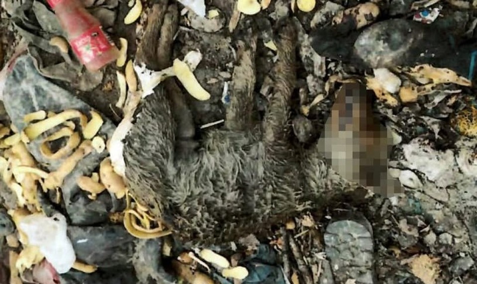 Krutý čin pri Trebišove: Muž ubil dvojmesačné šteňa kladivom