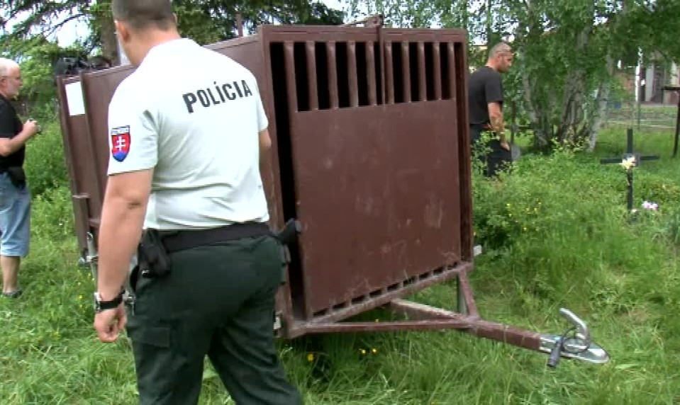 Smutný medvedí príbeh. Medvedica Inga prišla o mláďatá