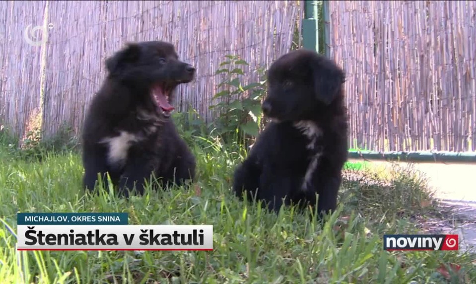 Šteniatka v škatuli