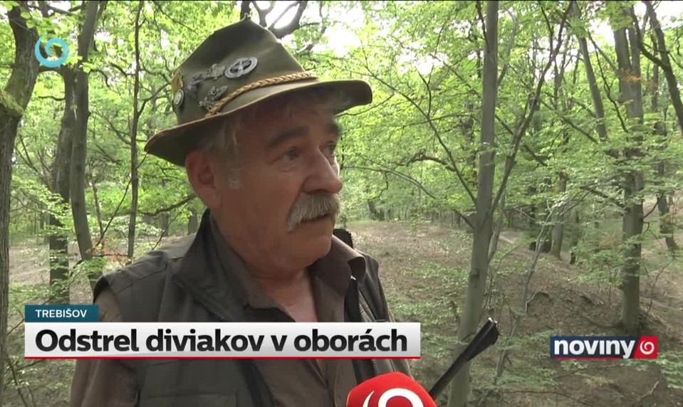 Odstrel diviakov v oborách