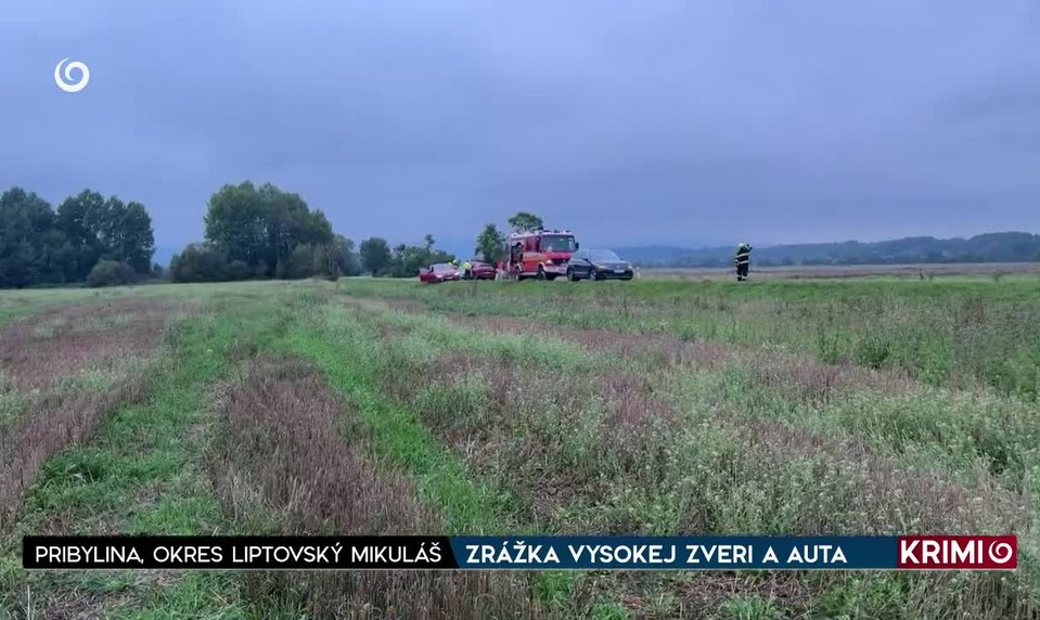 ZRÁŽKA VYSOKEJ ZVERI A AUTA