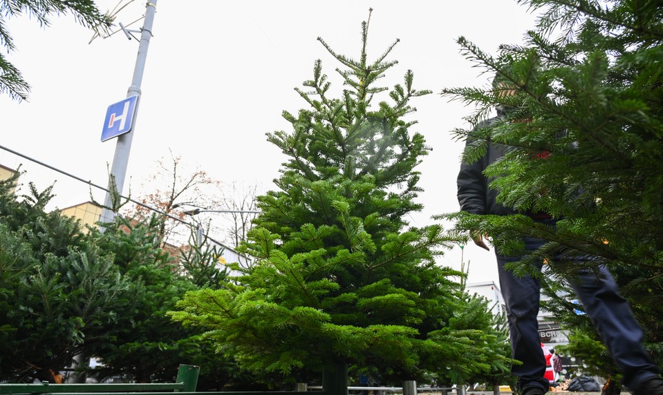 V Bratislave opäť osadili 730 drevených ohrádok na zber vianočných stromčekov