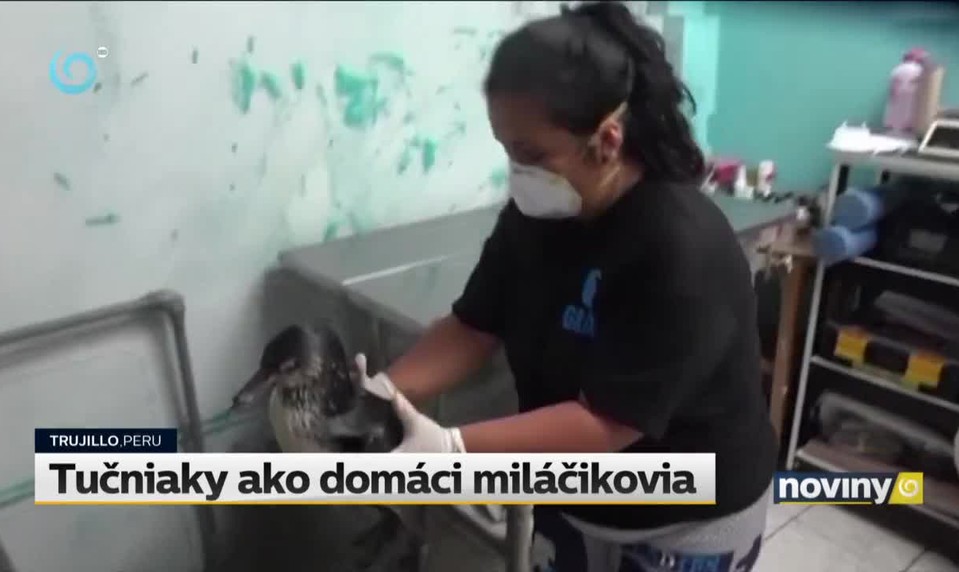 Tučniaky ako domáci miláčikovia