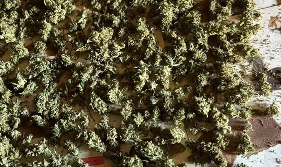 Policajti zadržali dvoch mužov pri zbere marihuany, zhabali aj sušenú úrodu