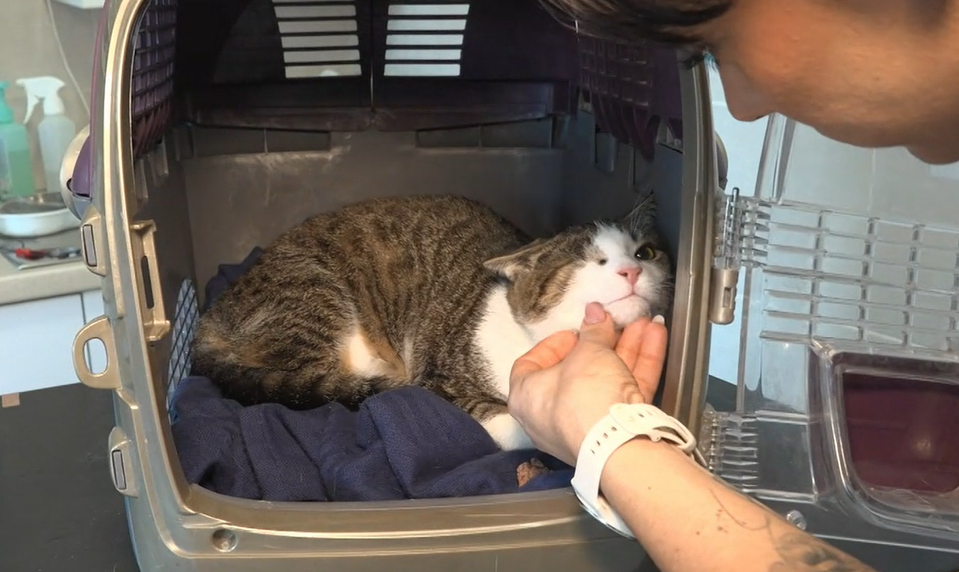 Zranené a vyhodené, no nie stratené: Príbehy zvierat, ktoré prežili vďaka dobrovoľníkom