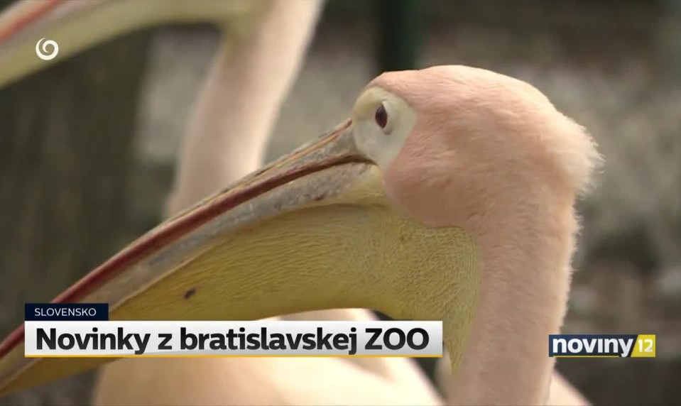 Novinky z bratislavskej ZOO