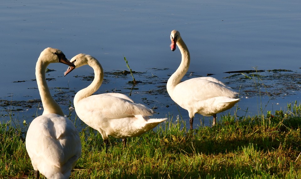 Na Záhorí potvrdili vtáčiu chrípku. Platia mimoriadne opatrenia