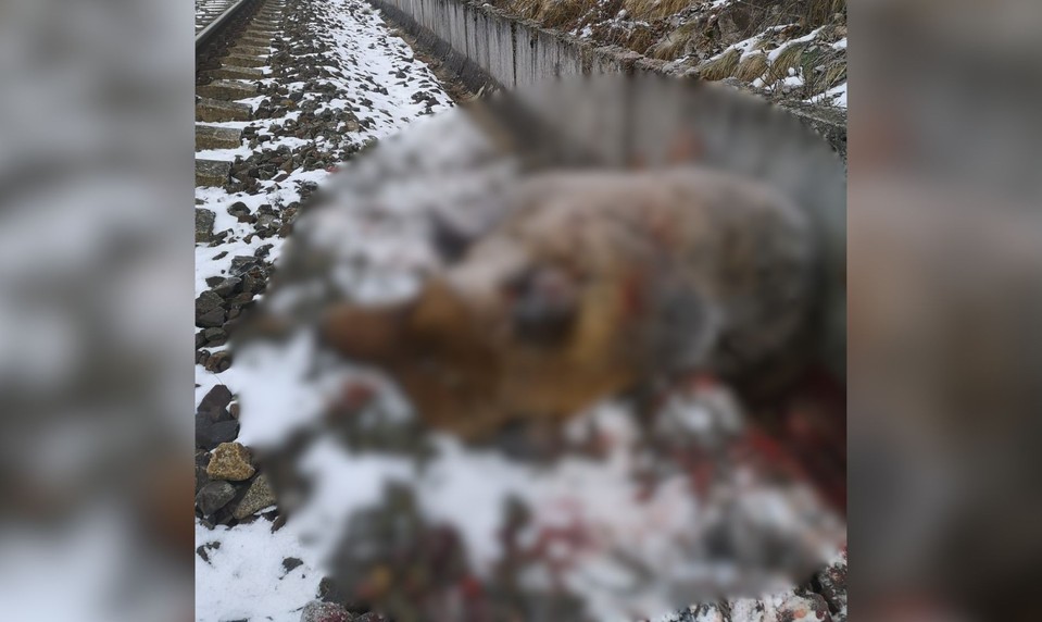 Medveď neprežil zrážku s vlakom pri Turčeku. Šelma vážila viac než 160 kíl