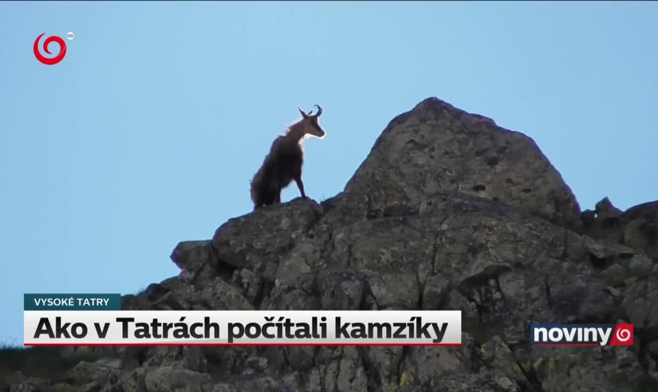 Ako v Tatrách počítali kamzíky
