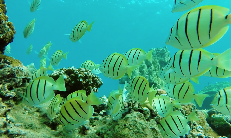 Dokument o záchrane koralov a Cesta klimatickej nádeje na JOJ PLUS!