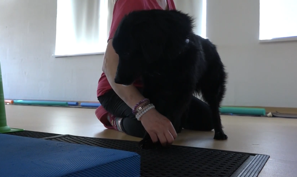 Keď ide o každú labku: Rehabilitácia vracia psíkom život