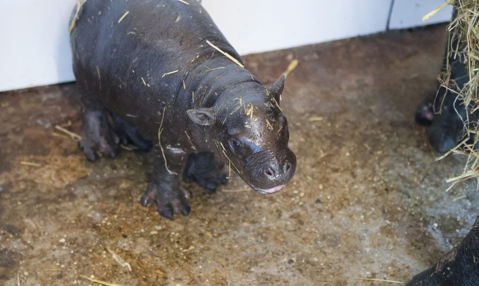 BAWU, vitaj na svete! Bratislavská ZOO oslavuje narodenie vzácneho hrošíka