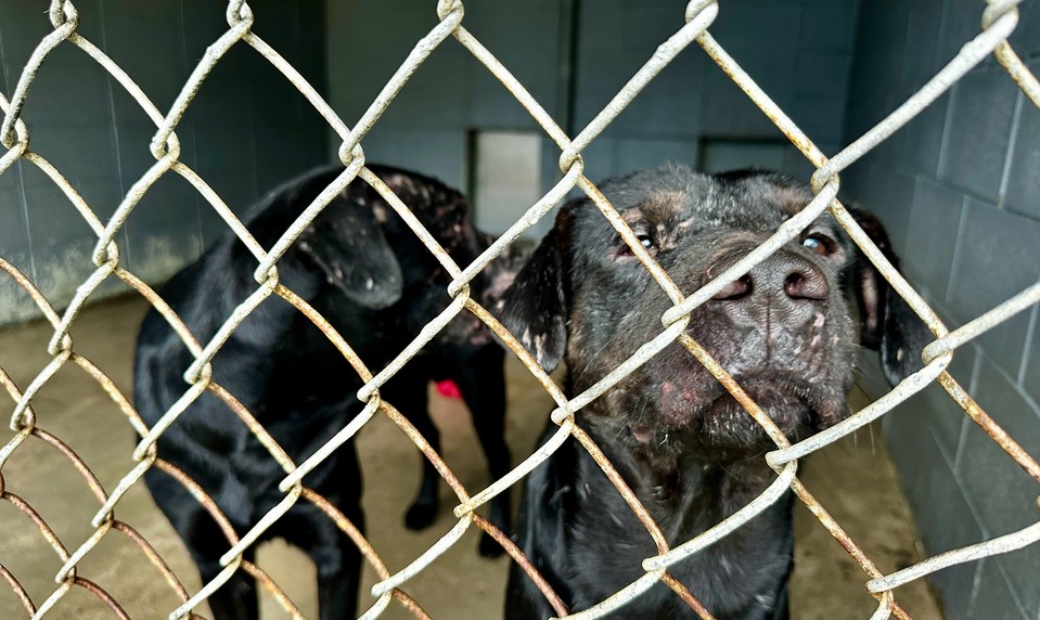 Psie mäso v Číne v roku 2026: milióny zabitých psov, pomalý ústup a tlak aktivistov