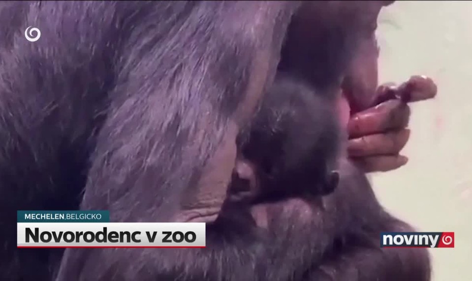 Novorodenc v zoo