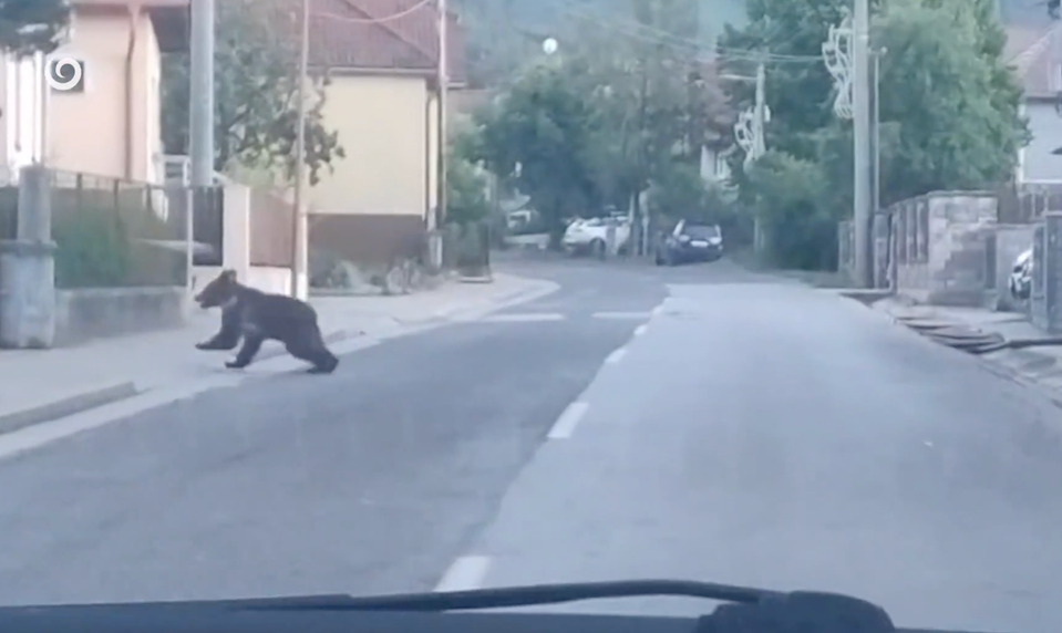 Útok medveďa v Závažnej Porube má dohru. Problémového jedinca eliminovali